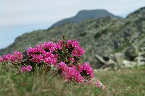 rhododendron-sub-varful-retezat