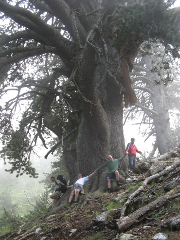 padure bere1 padure bere1