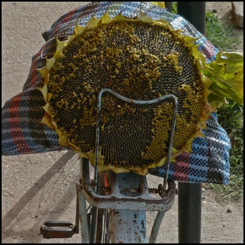 New Image Sorin Stanciu