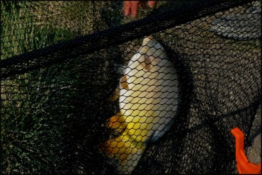 pestisor sorin stanciu