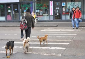 Vedere din București. Câini pe zebră. Foto: Calin Hera