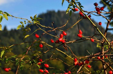 Măcese fotografiate de Remus Suciu