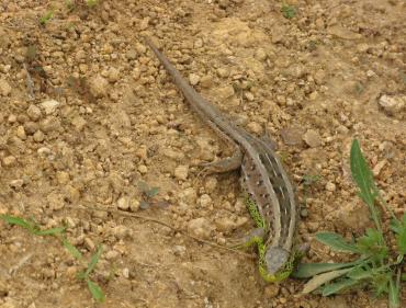 Sopârlă fotografiată lângă Nucsoara, la poalele Muntilor Retezat, în luna august, anul 2010. FOTO: Călin Hera