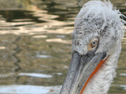 Pelican fotografiat la Grădina Zoologică din Bucuresti. FOTO: Călin Hera