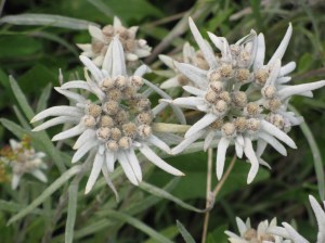 Floare fotografiată la Nucsoara, la poalele Muntilor Retezat, în luna august 2010. FOTO: Călin Hera