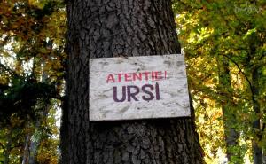 Avem urşi cât să dăm şi la alţii