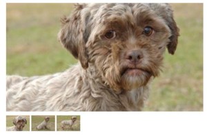 Tonik, câinele cu faţă de om, care parcă ar vrea să spună ceva. FOTO: printscreen Time