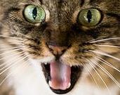 Prim-plan cu o felină drăgălaşă, nu-i vorbă