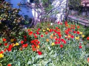 Lalele într-o grădină bucureşteană cam neaşteptată. Foto (cu telefonul): Călin Hera