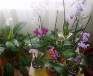 Flori discrete, care nu ţin de anotimp, îşi au primăvara lor, de două ori pe an. Foto: Călin Hera