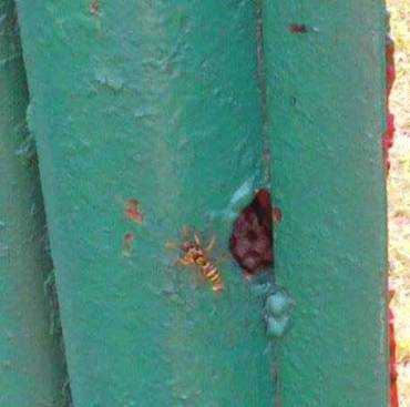 Budişteni. Cuib de viespi în poarta de fier. FOTO (cu telefonul): Călin Hera