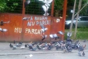 Micul dejun al porumbeilor. Se înţelege de ce nu trebuie parcat acolo. FOTO (cu telefonul): Călin Hera