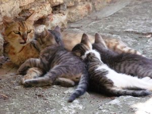 Grup de pisici tolănite în curtea Castelului construit de Regina Maria. Foto: Călin Hera (pentru MFC)