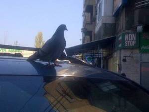 Porumbel pe o maşină în Piaţa Amzei. Foto (cu telefonul) CĂLIN HERA