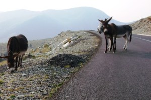 Măgăruși pe Transalpina. Foto: Calin Hera (MfC)