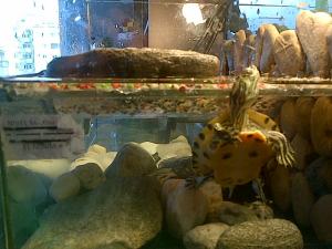 Viaţa la bloc. Broscuţă ţestoasă trăgându-şi sufletul. Foto cu telefonul: Călin Hera