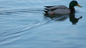 Vedere din București. Rață sălbatică pe lacul IOR. Foto: Calin Hera