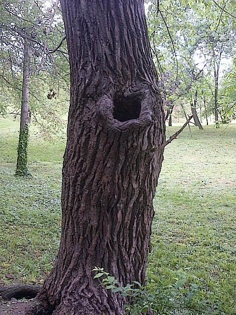 Vedere din Bucureşti. Ochiul din copac. Foto: Călin Hera (cu telefonul)