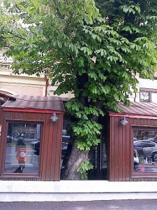 Vedere din Bucureşti. Copac cu personalitate, îmbrăcat de terasa care a intrat pe trotuar, dar a ocolit înfrunzitul, îmbrăcându-l. Foto Călin Hera (cu telefonul)
