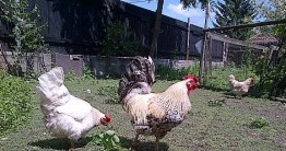 Dânsul şi dânsele, cocoşul şi găinile. Foto: Călin Hera (cu telefonul)