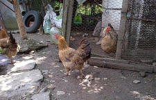 Dânsele, găinile. Foto: Călin Hera (cu telefonul)