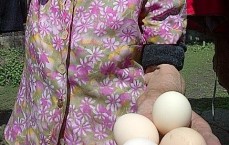 Ouă proaspete. Foto cu telefonul: Călin Hera