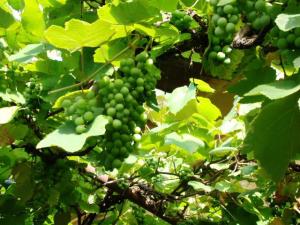 Încet, dar sigur, strugurii prind a se coace. Foto: Călin Hera