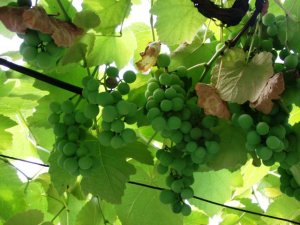 Încet, dar sigur, strugurii prind a se coace. Foto: Călin Hera