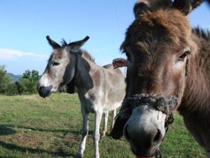 Măgari fotografiaţi de Călin Hera