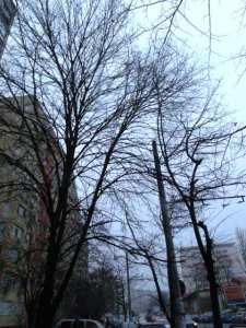 Vedere din Bucureşti. A 31-a zi fără soare. Coafura rezistă. Foto: Călin Hera