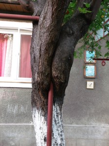 copac flamand