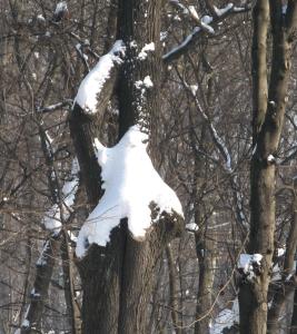 Fantoma din Herăstrău. Foto: Călin Hera