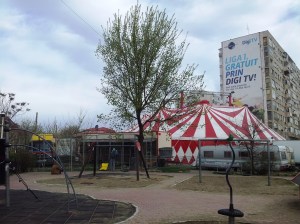 Vedere din București. Tigri, pantere, lei și leoparzi printre blocuri, în centrul Capitalei. Foto cu telefonul: Călin Hera