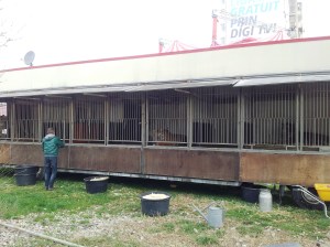 Vedere din București. Tigri, pantere, lei și leoparzi printre blocuri, în centrul Capitalei. Foto cu telefonul: Călin Hera