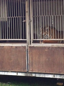 Vedere din București. Tigri, pantere, lei și leoparzi printre blocuri, în centrul Capitalei. Foto cu telefonul: Călin Hera