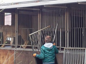 Vedere din București. Tigri, pantere, lei și leoparzi printre blocuri, în centrul Capitalei. Foto cu telefonul: Călin Hera