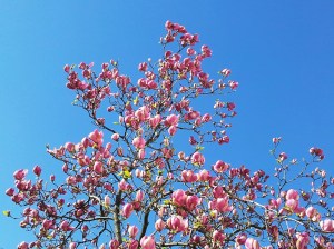 Vedere din Bucureşti. Mica Împărăţie a Magnoliilor. Foto cu telefonul: Călin Hera