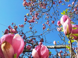 Vedere din Bucureşti. Mica Împărăţie a Magnoliilor. Foto cu telefonul: Călin Hera