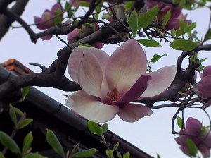 Vedere din București. Profil de magnolie. Foto (cu telefonul): Călin Hera