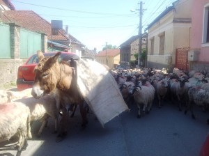 Vedere din Hunedoara. Transhumanţă pe străzile oraşului. Turmă cu 300 de oi, plus măgari, câini şi ciobani de la Săvârşin, apucând pe drumul cel mai scurt. Foto cu telefonul: Călin Hera