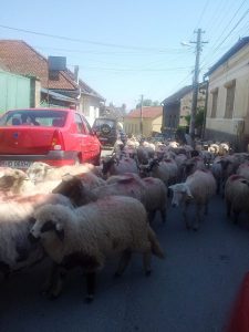 Vedere din Hunedoara. Transhumanţă pe străzile oraşului. Turmă cu 300 de oi, plus măgari, câini şi ciobani de la Săvârşin, apucând pe drumul cel mai scurt. Foto cu telefonul: Călin Hera