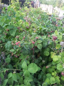 Zmeură de curte. Foto cu telefonul: Călin Hera