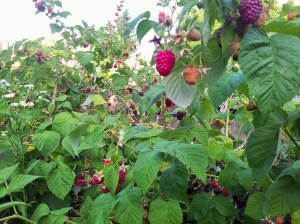 Zmeură de curte. Foto cu telefonul: Călin Hera