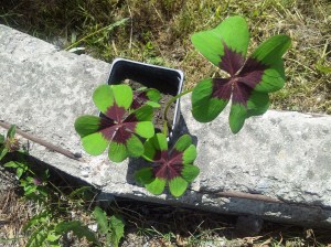 Trifoi cu patru foi la ghiveci, pentru jucătorii la loto şi nu numai. Foto cu telefonul: Călin Hera