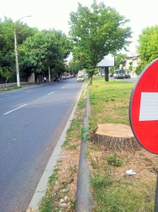 Vedere din București. Semnul sens interzis și ceea ce a mai rămas dintr-un copac destul de falnic, în fața UEFS. Foto cu telefonul: Călin Hera