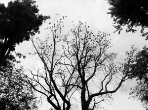 Vedere din București. Un copac cu ciori în Parcul Cișmigiu. Foto cu telefonul: Călin Hera