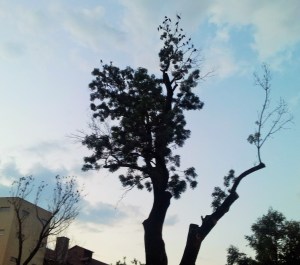 Vedere din București. Un copac cu ciori în Parcul Cișmigiu. Foto cu telefonul: Călin Hera