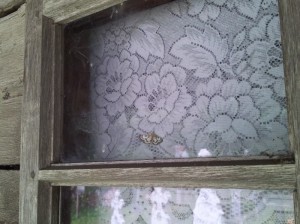 Fluture pe fereastră, în interior, la Biserica Grămești, Vâlcea. Foto cu telefonul: Călin Hera