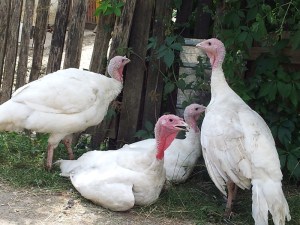 Curci crucite. Foto: Călin Hera