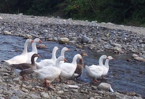 Gâscanul și gâștele lui. Foto cu telefonul: Călin Hera